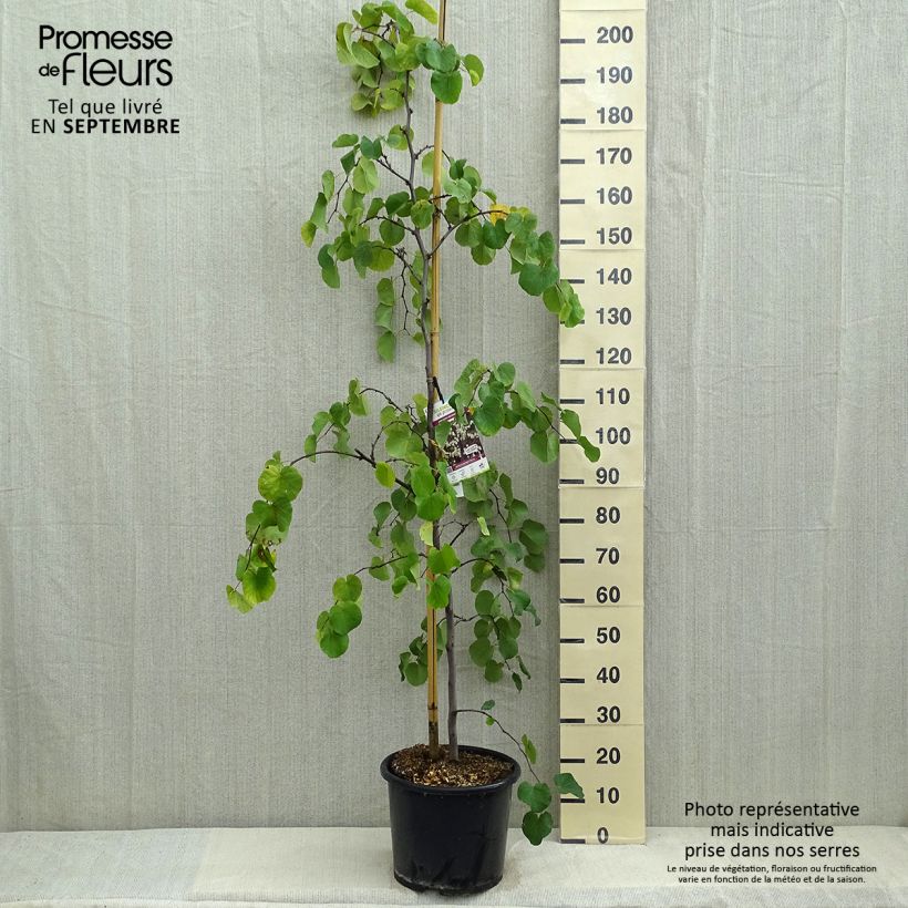 Esemplare di Cercis canadensis Royal White - Albero di Giuda Vaso da 12L/15L consegnato in estate