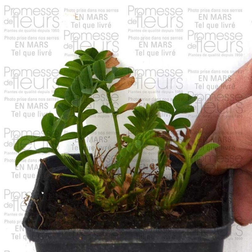 Esempio di esemplare Galega hartlandii Lady Wilson Vasetto da 8/9 cm come consegnato