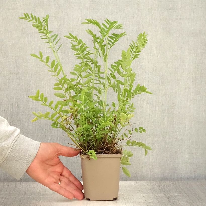 Esemplare di Galega officinalis - Capraggine Vasetto da 8/9 cm consegnato in estate