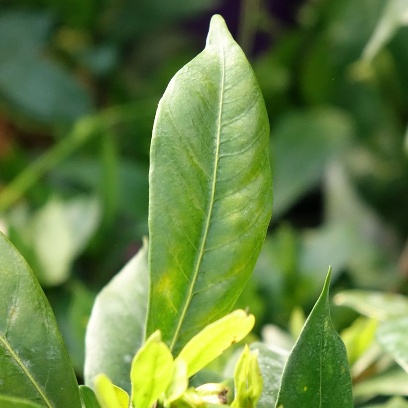 Gardenia Celestial Star (Fogliame)