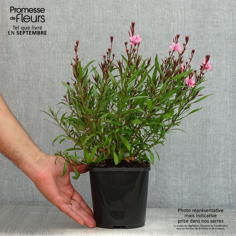 Esemplare di Gaura Baby Butterfly Dark Pink Vaso da 2L/3L consegnato in estate