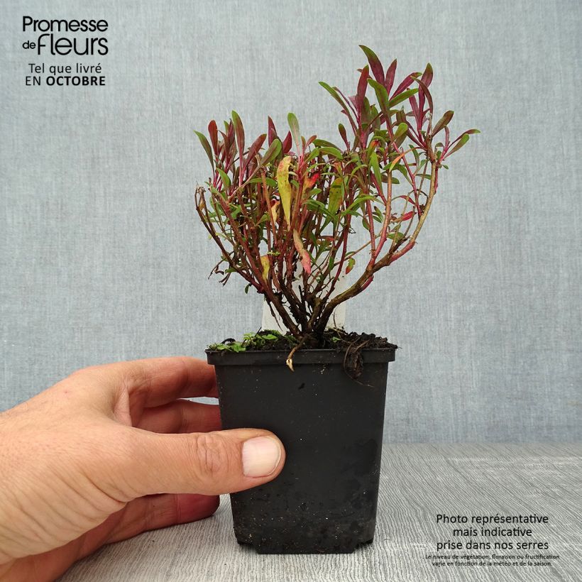 Esemplare di Gaura Blaze Vasetto da 8/9 cm come consegnato in autunno