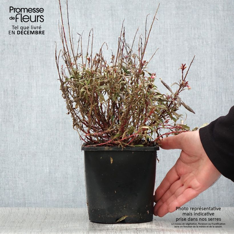 Esemplare di Gaura Blaze Vaso da 2L/3L come consegnato in autunno