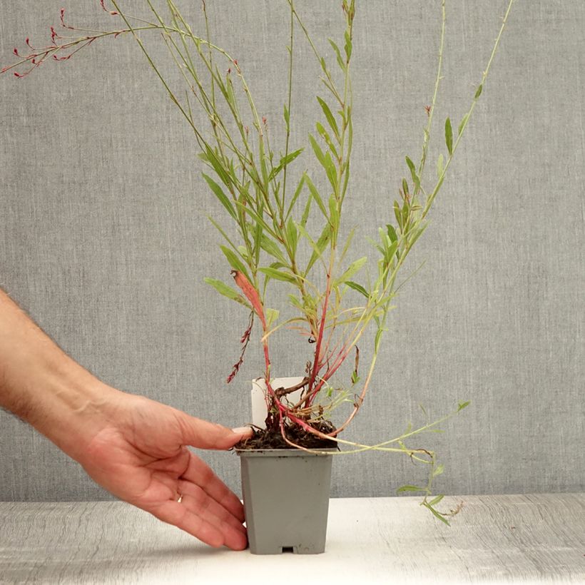 Esemplare di Gaura Cherry Brandy Vasetto da 8/9 cm consegnato in estate