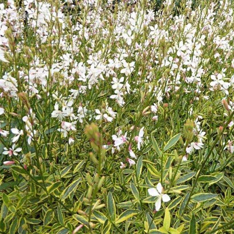 Gaura Corrie's Gold (Fioritura)
