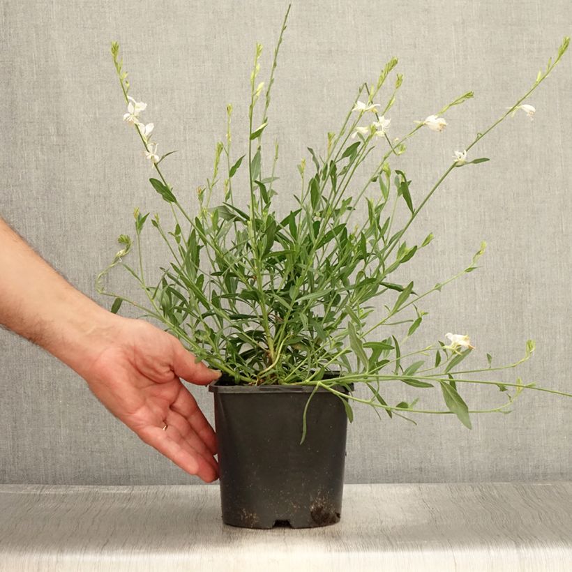 Esemplare di Gaura Snowbird Vaso da 2L/3L consegnato in estate