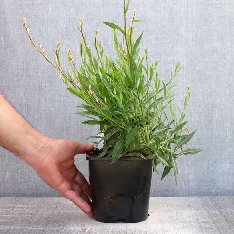 Esemplare di Gaura Whirling Butterflies Vaso da 2L/3L consegnato in estate