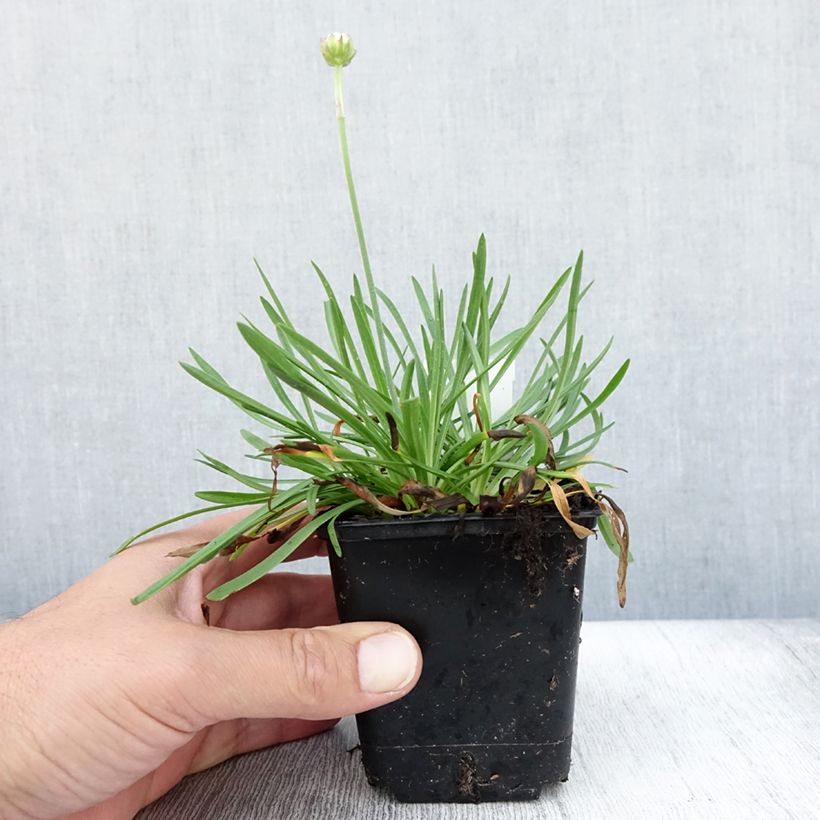Esemplare di Armeria Ornament Vasetto da 8/9 cm consegnato in estate