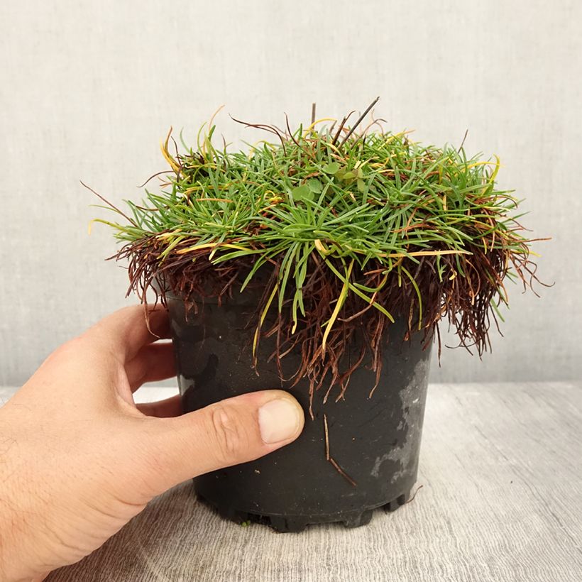 Esemplare di Armeria maritima Alba Vaso da 2L/3L consegnato in estate