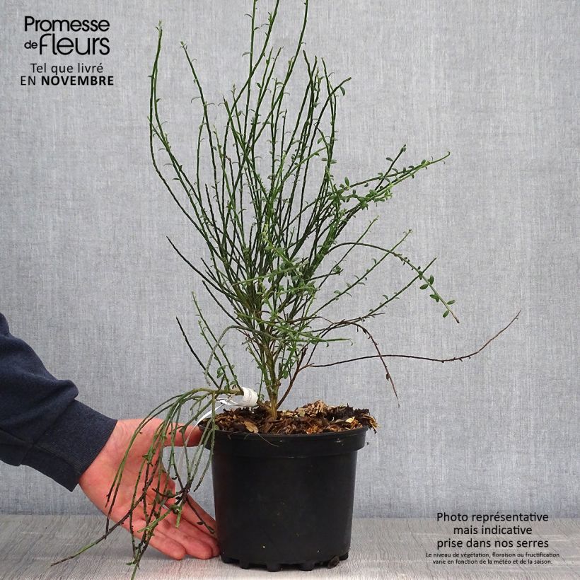 Esemplare di Cytisus scoparius La Coquette - Ginestra dei carbonai Vaso da 2L/3L come consegnato in autunno