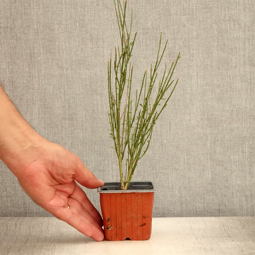 Esemplare di Cytisus scoparius Luna - Ginestra dei carbonai Vasetto da 8/9 cm consegnato in estate