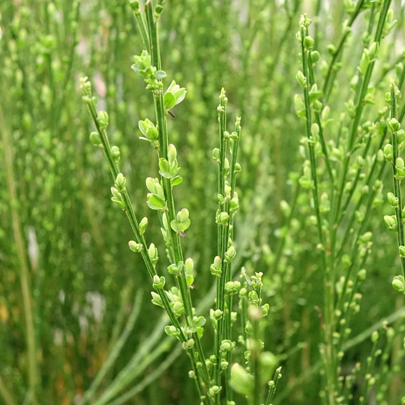 Cytisus scoparius Vanesse - Ginestra dei carbonai (Fogliame)