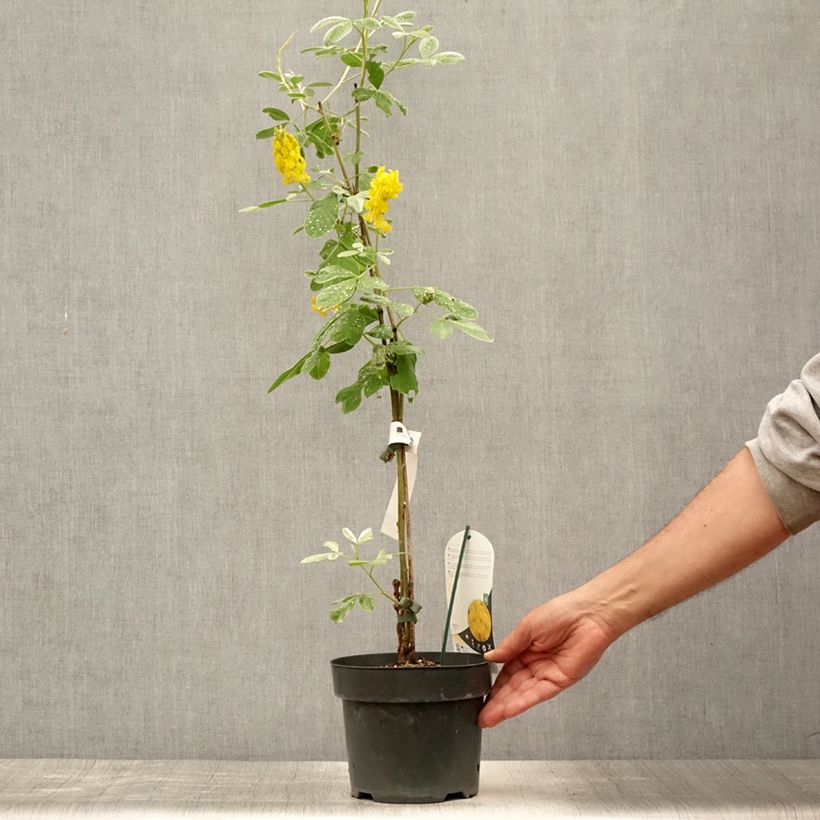 Esemplare di Cytisus battandieri Vaso da 3L/4L consegnato in estate