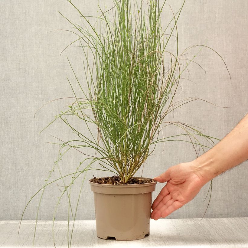 Esemplare di Cytisus praecox Hollandia - Citiso Vaso da 2L/3L consegnato in estate