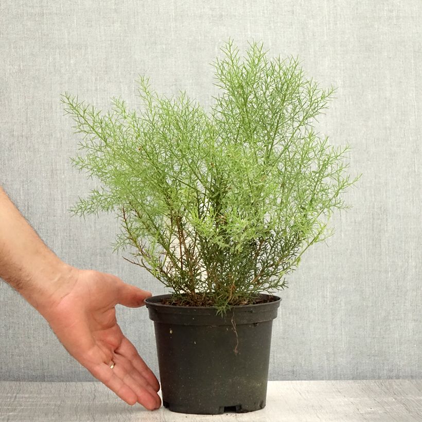 Esemplare di Genista hispanica - Ginestra di Spagna Vaso da 2L/3L consegnato in estate