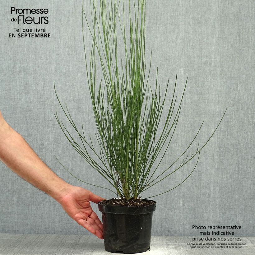Esemplare di Cytisus praecox Albus - Citiso Vaso da 2L/3L come consegnato in autunno