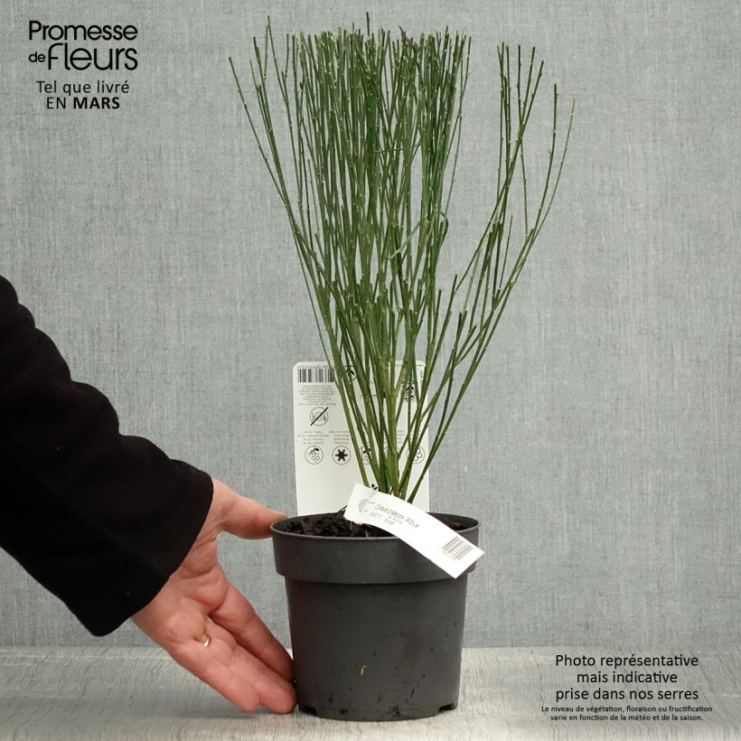 Cytisus praecox Albus - Citiso Vaso da 2L/3L esemplare consegnato in primavera