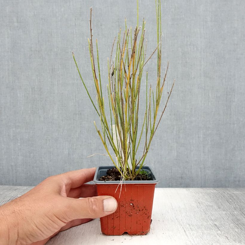 Esemplare di Cytisus praecox - Citiso Vasetto da 8/9 cm consegnato in estate