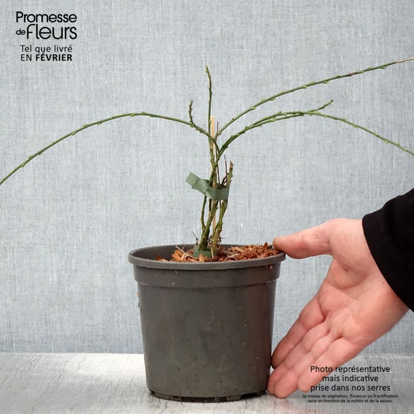 Cytisus kewensis Vaso da 2L/3L esemplare consegnato in inverno