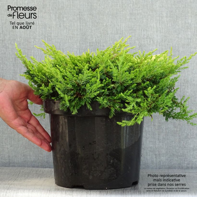 Esemplare di Juniperus communis Goldschatz - Ginepro comune Vaso da 7,5L/10L consegnato in estate