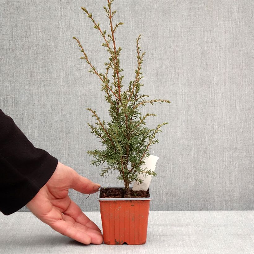 Juniperus communis Hibernica - Ginepro comune Vasetto da 8/9 cm esemplare consegnato in inverno