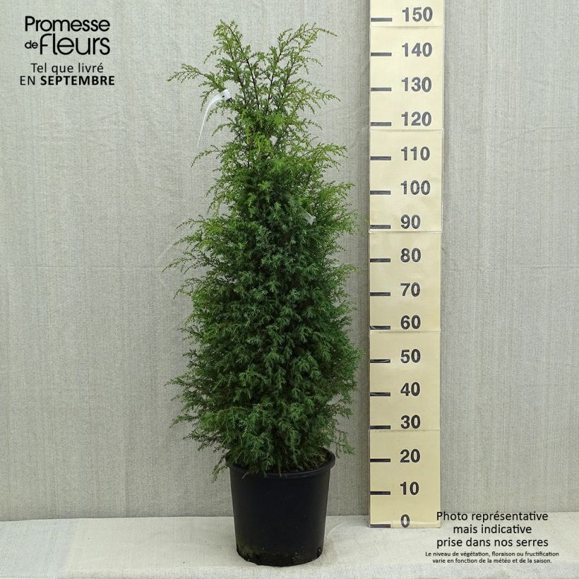 Esemplare di Juniperus communis Pyramidalis - Ginepro comune Vaso da 12L/15L consegnato in estate