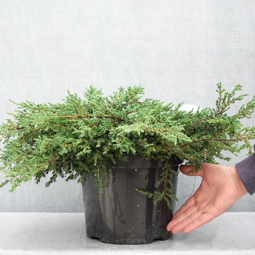 Juniperus communis Repanda - Ginepro comune Vaso da 7,5L/10L esemplare consegnato in primavera