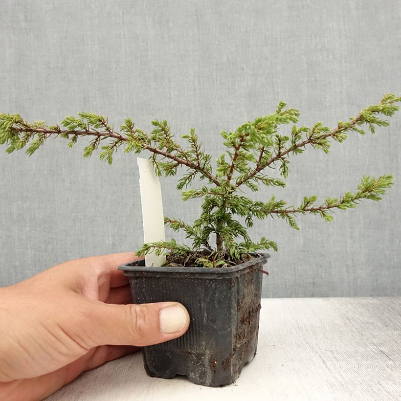 Esemplare di Juniperus communis Repanda - Ginepro comune Vasetto da 8/9 cm consegnato in estate