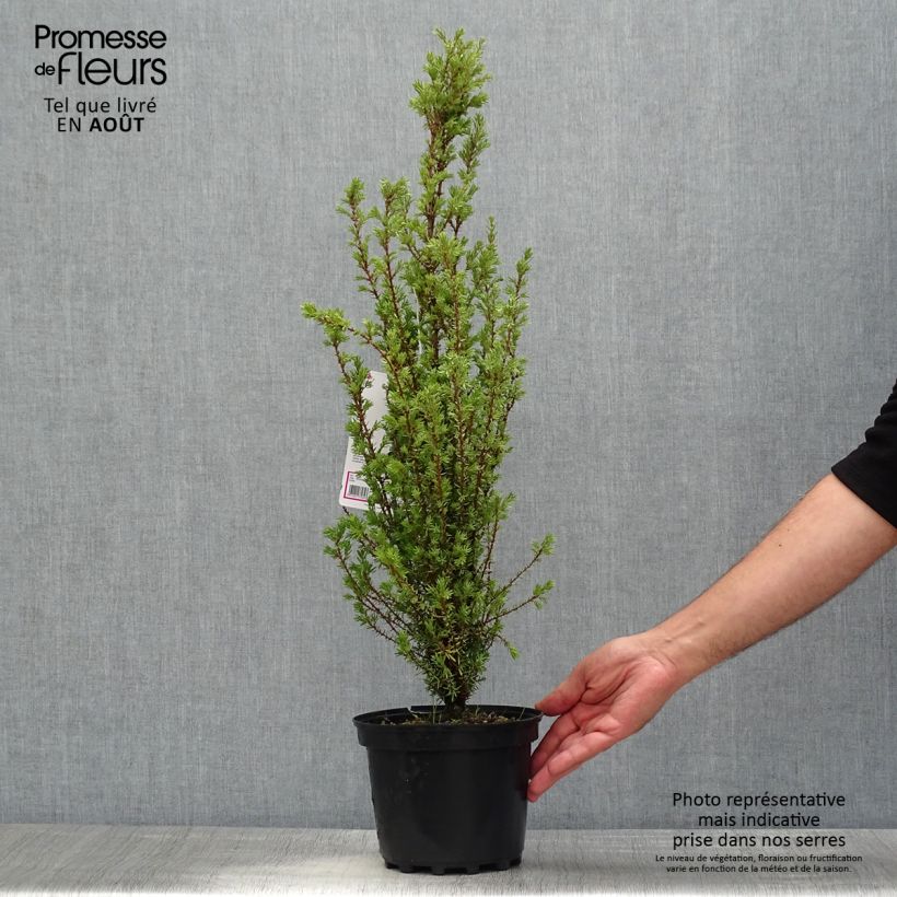 Esemplare di Juniperus communis Sentinel - Ginepro comune Vaso da 2L/3L consegnato in estate