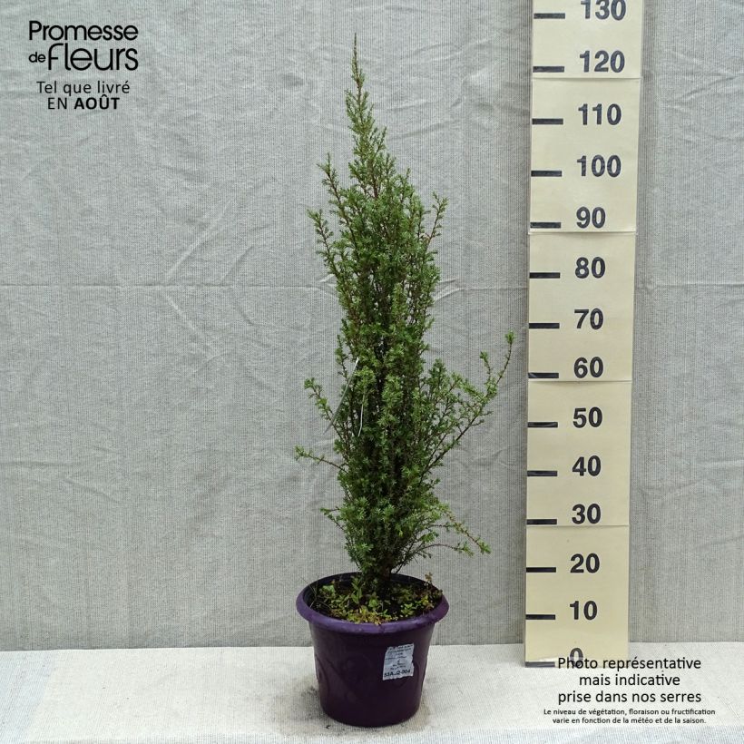 Esemplare di Juniperus communis Sentinel - Ginepro comune Vaso da 7,5L/10L consegnato in estate