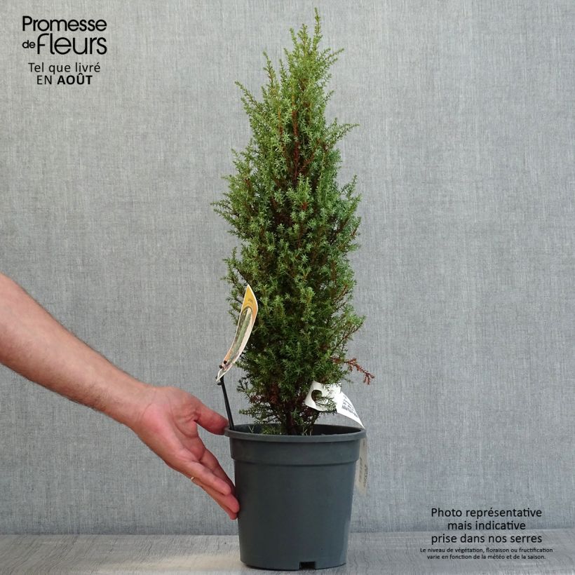 Esemplare di Juniperus communis Compressa - Ginepro comune Vaso da 2L/3L consegnato in estate