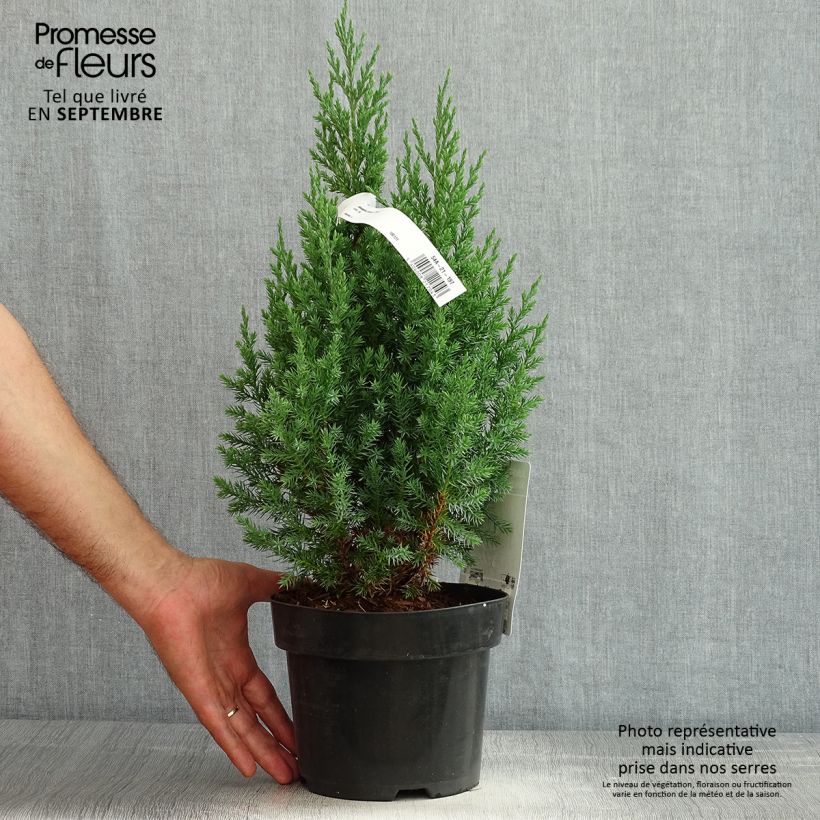 Esemplare di Juniperus chinensis Stricta - Ginepro cinese Vaso da 2L/3L consegnato in estate