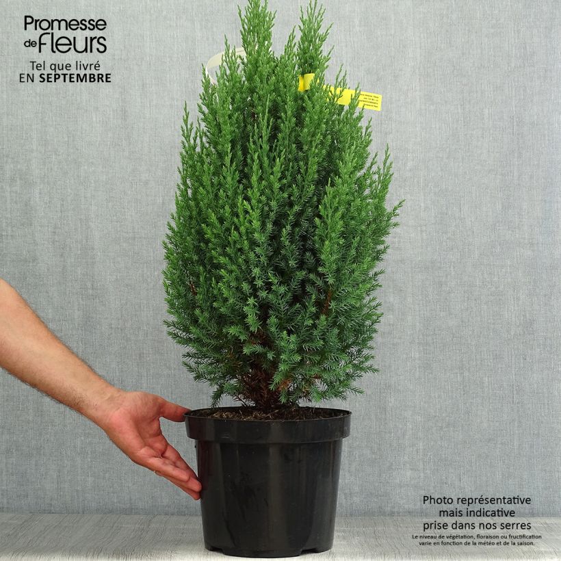 Esemplare di Juniperus chinensis Stricta - Ginepro cinese Vaso da 7,5L/10L consegnato in estate