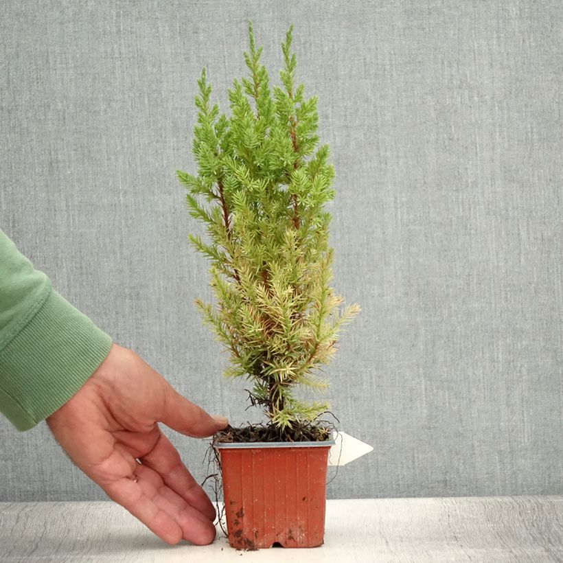 Esemplare di Juniperus chinensis Stricta - Ginepro cinese Vasetto da 8/9 cm consegnato in estate