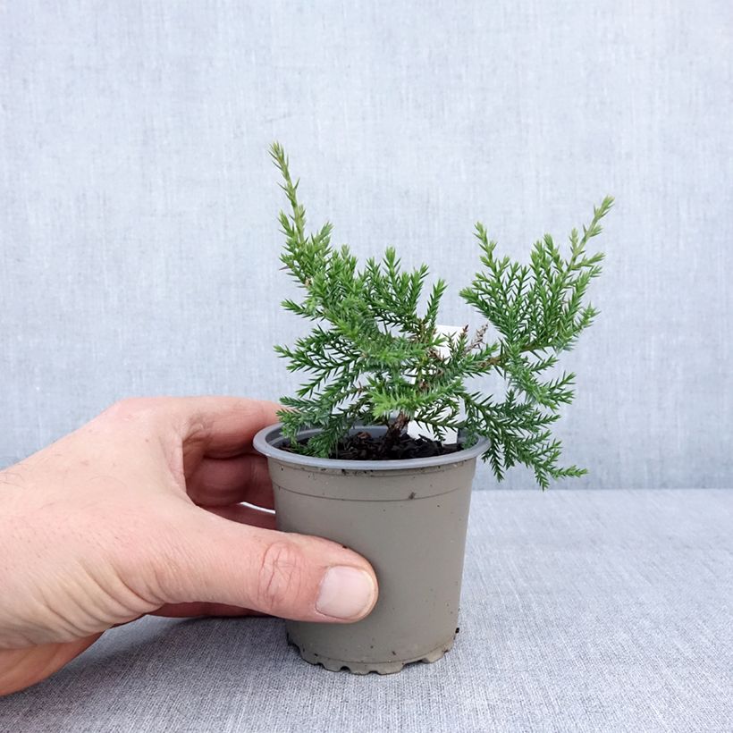 Juniperus pfitzeriana Compacta - Ginepro Vasetto da 8/9 cm esemplare consegnato in inverno