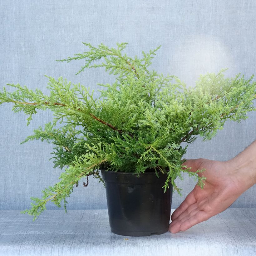 Esemplare di Juniperus pfitzeriana Compacta - Ginepro Vaso da 2L/3L consegnato in estate