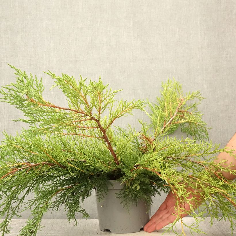 Esemplare di Juniperus media Pfitzeriana - Ginepro Vaso da 2L/3L consegnato in estate
