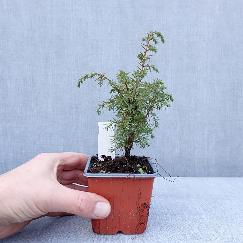 Juniperus communis Suecica - Ginepro comune Vasetto da 8/9 cm esemplare consegnato in inverno