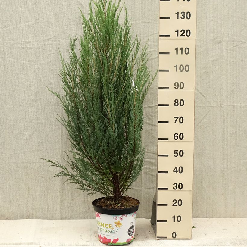Esemplare di Juniperus scopulorum Blue Arrow - Ginepro Vaso da 6L/7L consegnato in estate