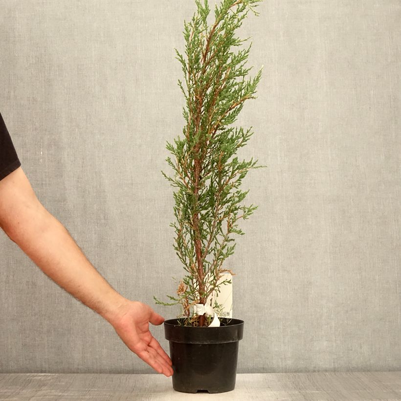 Esemplare di Juniperus scopulorum Blue Ivory - Ginepro Vaso da 2L/3L consegnato in estate
