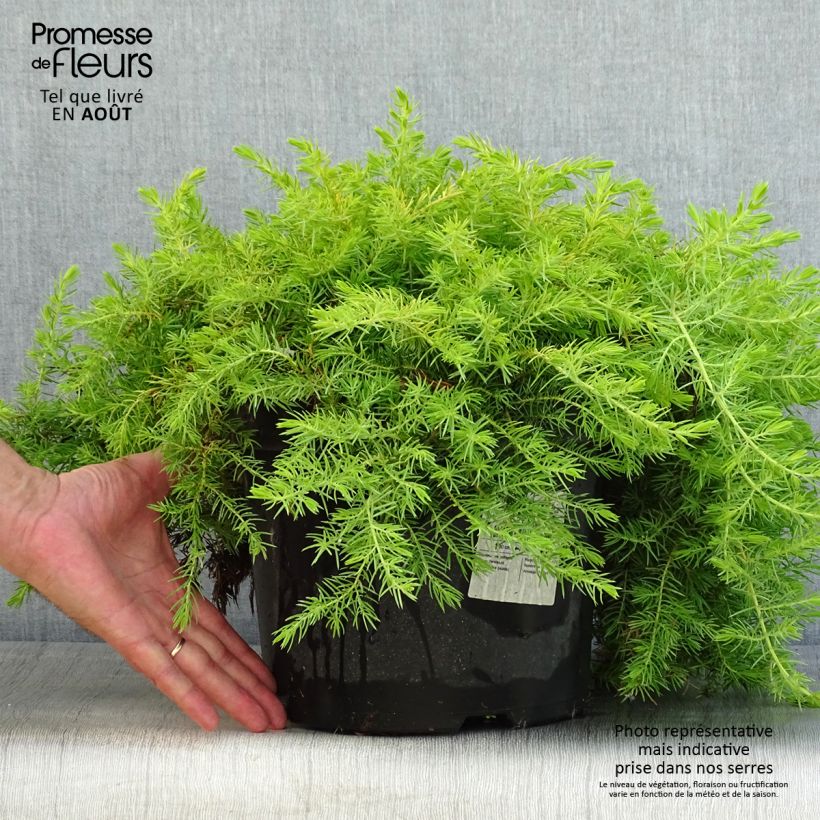 Esemplare di Juniperus conferta All Gold - Ginepro Vaso da 7,5L/10L consegnato in estate