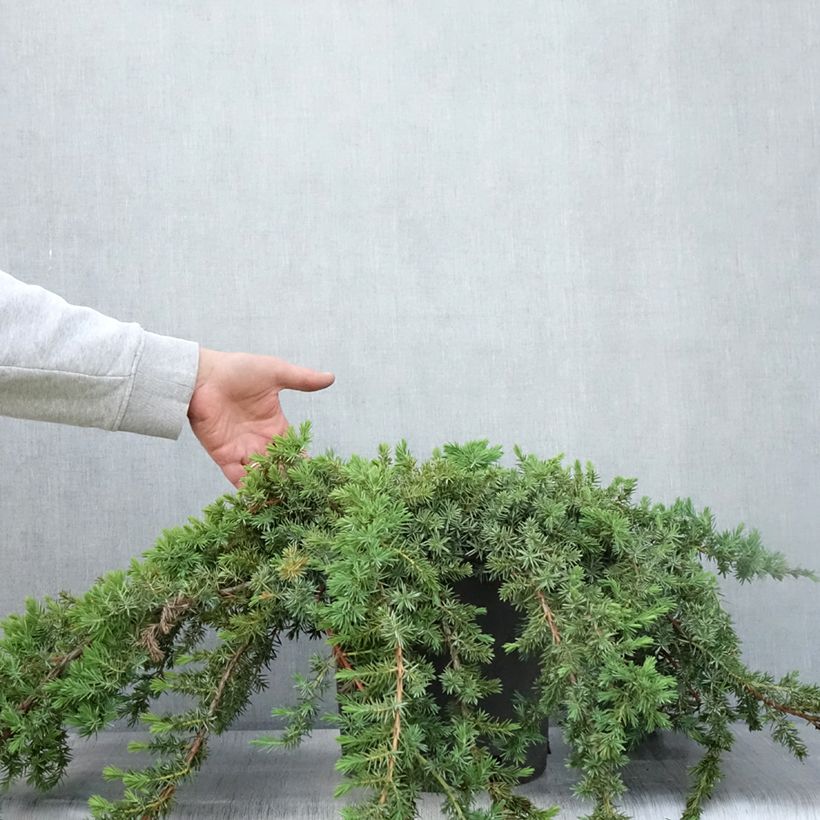 Esemplare di Juniperus conferta Blue Pacific - Ginepro Vaso da 7,5L/10L consegnato in estate