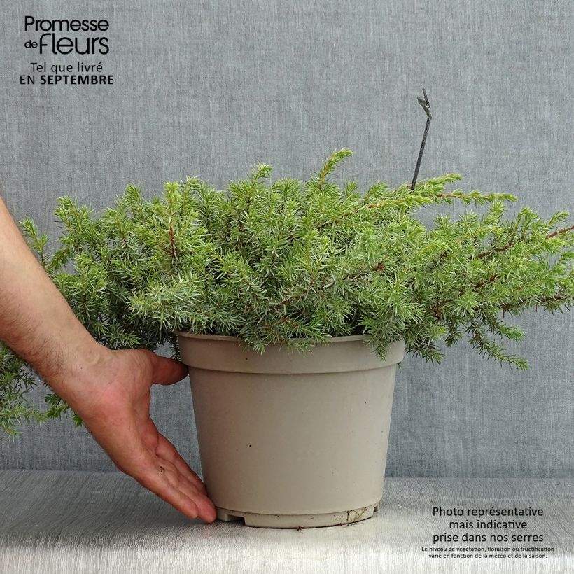Esemplare di Juniperus conferta Schlager - Ginepro Vaso da 4L/5L consegnato in estate