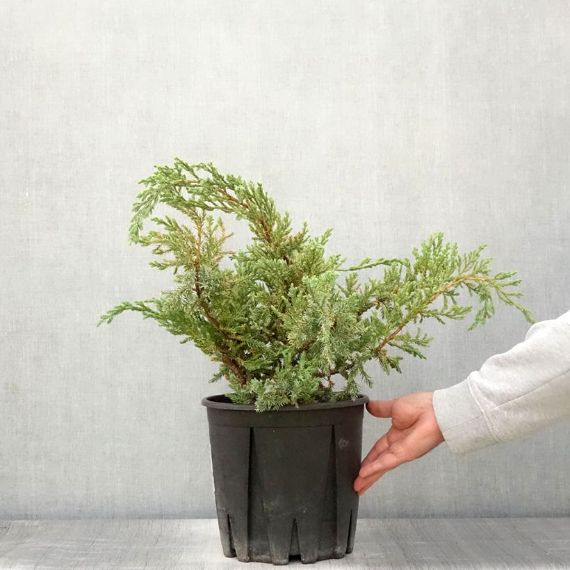 Esemplare di Juniperus squamata Blue Carpet - Ginepro Vaso da 4L/5L consegnato in estate