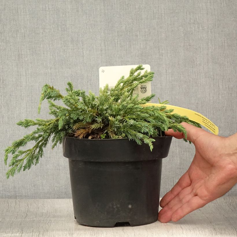 Esemplare di Juniperus squamata Blue Spider - Ginepro Vaso da 2L/3L consegnato in estate