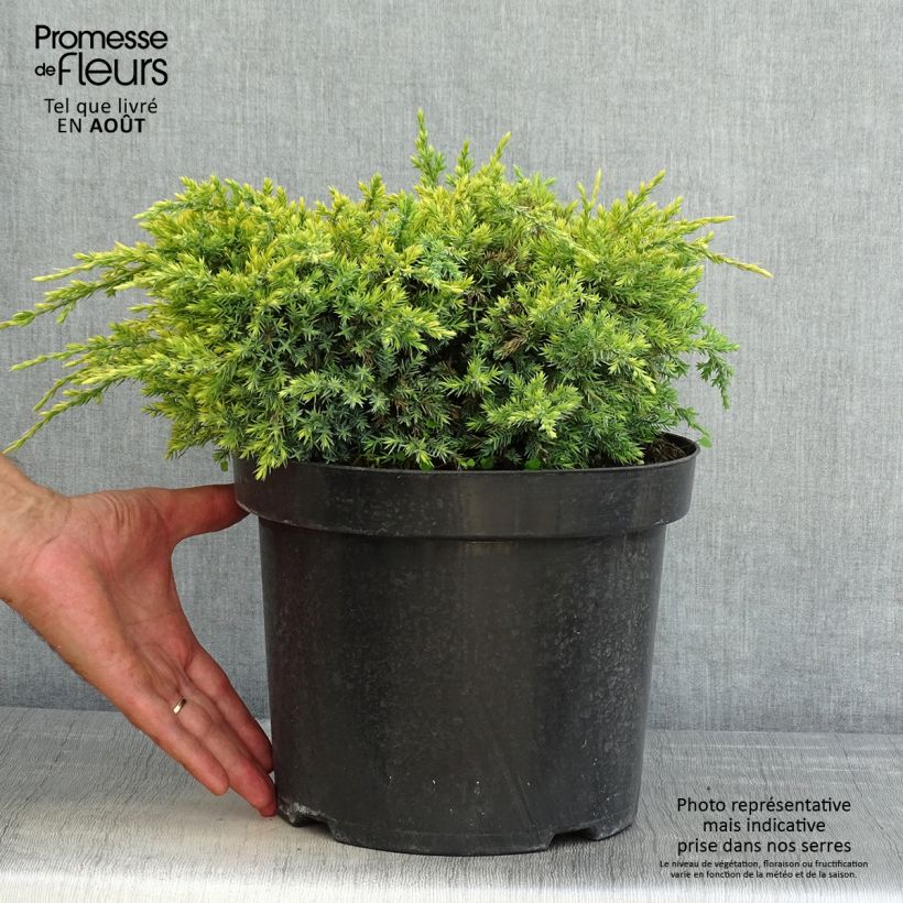 Esemplare di Juniperus squamata Dream Joy - Ginepro Vaso da 7,5L/10L consegnato in estate