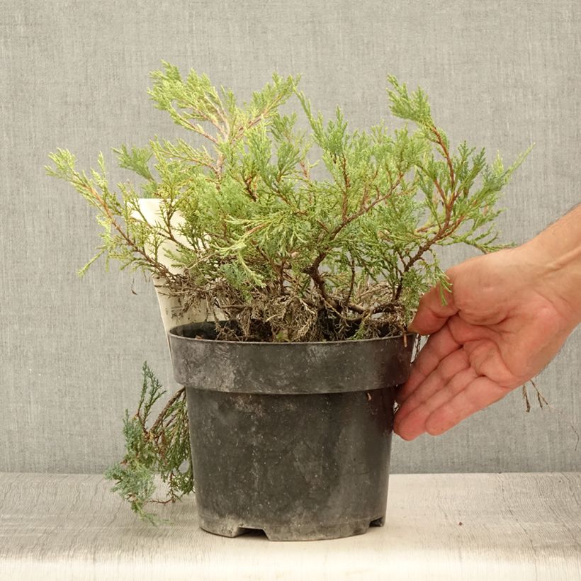 Esemplare di Juniperus horizontalis Agnieszka - Ginepro strisciante Vaso da 2L/3L consegnato in estate
