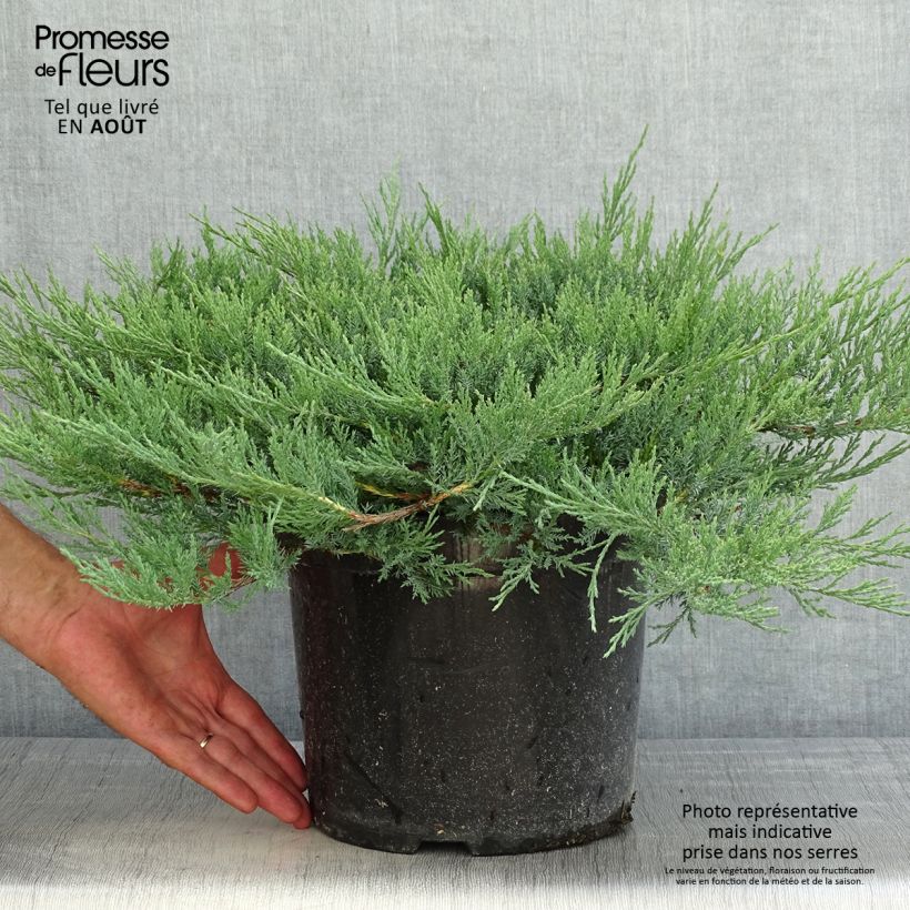 Esemplare di Juniperus horizontalis Agnieszka - Ginepro strisciante Vaso da 7,5L/10L consegnato in estate