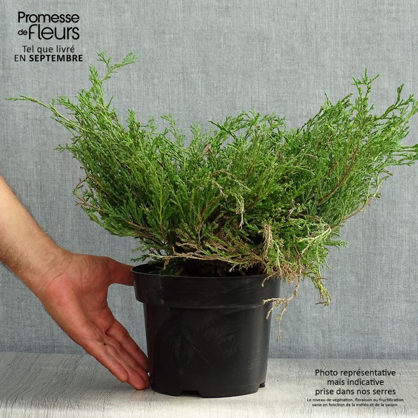 Esemplare di Juniperus horizontalis Andorra Compact - Ginepro strisciante Vaso da 2L/3L consegnato in estate