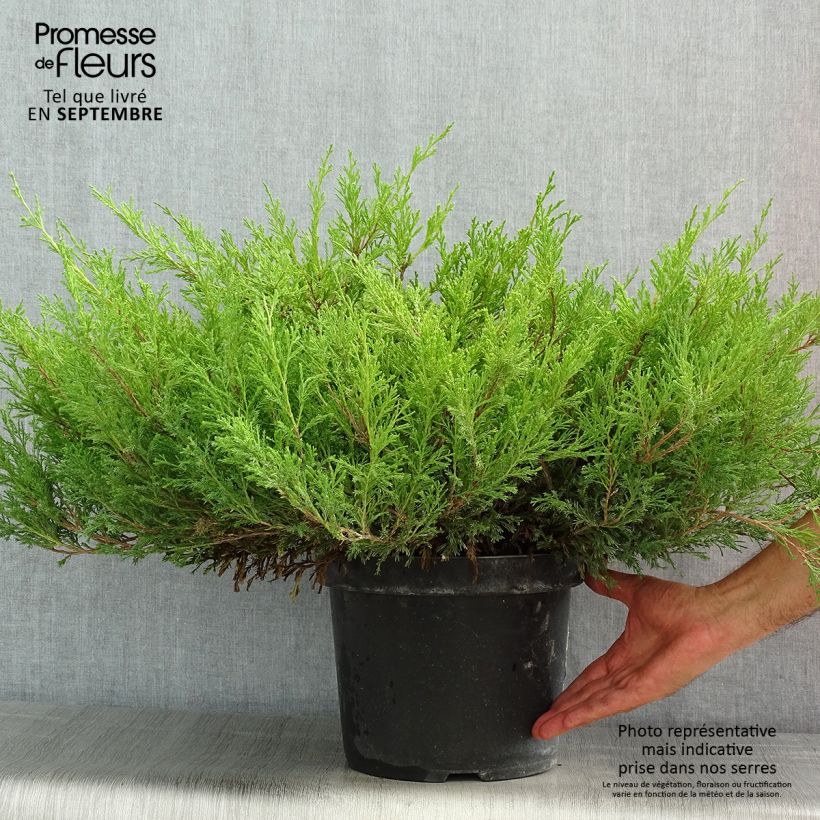 Esemplare di Juniperus horizontalis Andorra Compact - Ginepro strisciante Vaso da 7,5L/10L consegnato in estate
